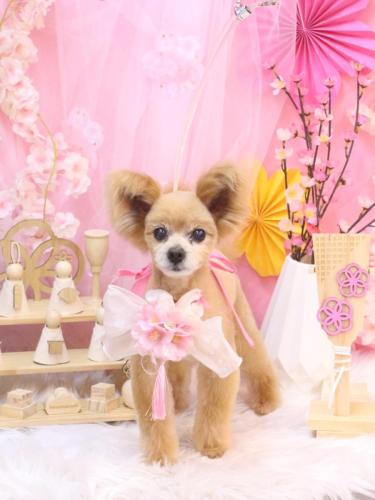 20250327クッキーくん